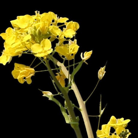 菜の花　切り抜き素材　H_020