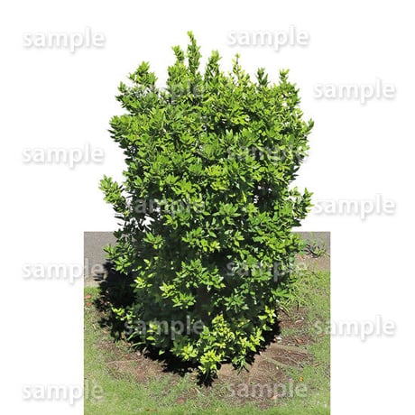 鳥瞰樹木    Bird-eye_49-マサキ-JapaneseSpindle