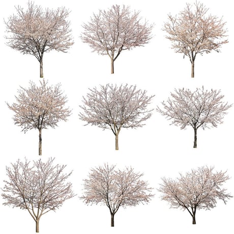 桜　切り抜き素材セット  - Cherry Blossoms   sa_009