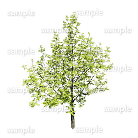 鳥瞰樹木    Bird-eye_15-シナサワグルミ-Chinese wingnut