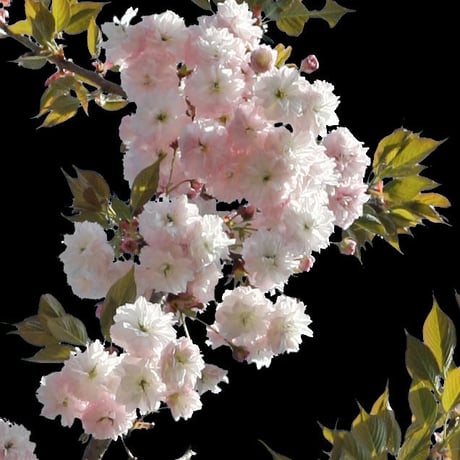 桜　切り抜き素材セット  - Cherry Blossoms   sa_004