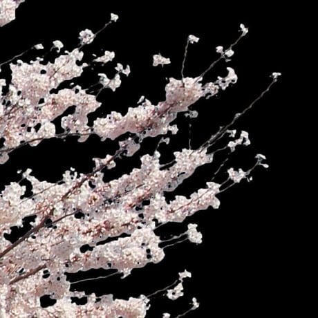 桜　切り抜き素材セット  - Cherry Blossoms   sa_006