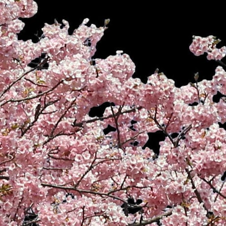 桜　切り抜き素材セット  - Cherry Blossoms   sa_019