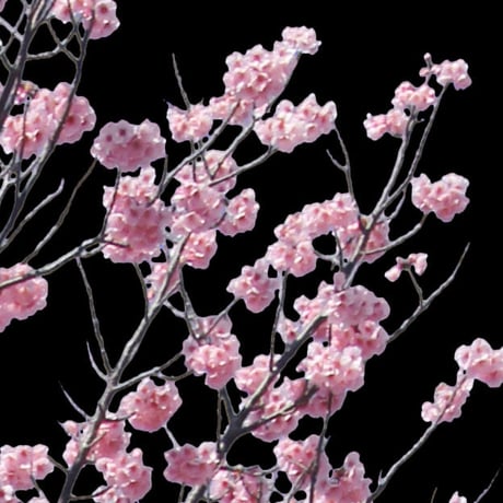 桜　切り抜き素材セット  - Cherry Blossoms   sa_012