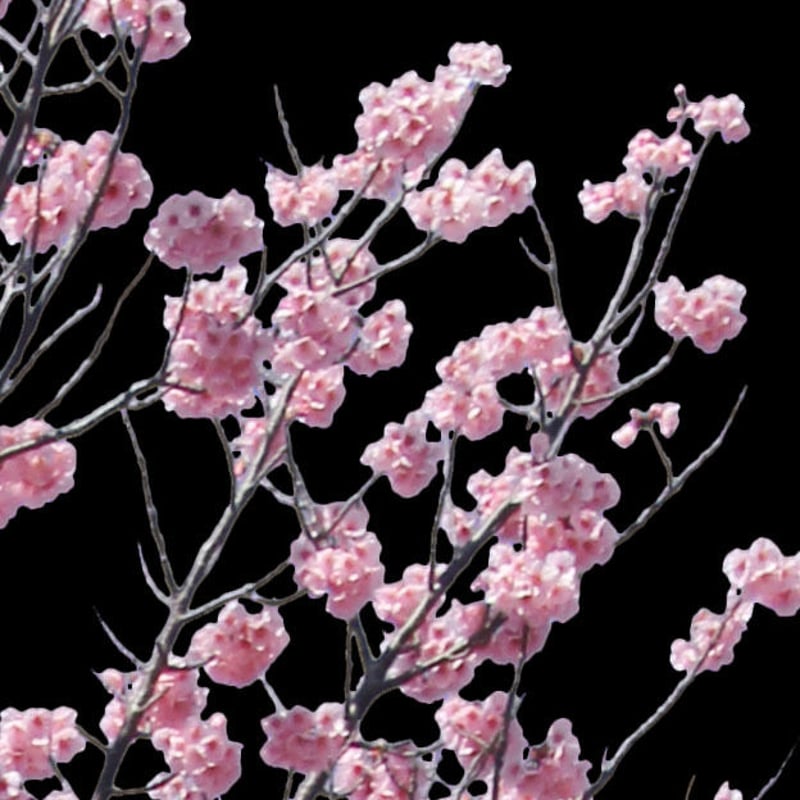 桜 切り抜き素材セット - Cherry Blossoms sa_012 | 樹木素材.com