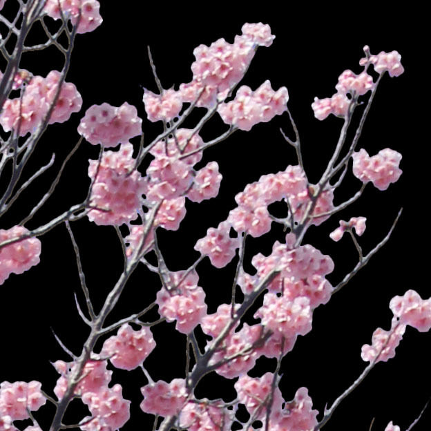 ⭐️All Cherry Blossoms⭐️新品5枚set⭐️婦人画報別注桜 桜 切り抜き素材セット - Cherry Blossoms sa_012 | 樹木素材.com