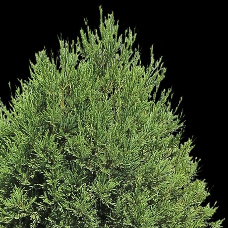 鳥瞰樹木    Bird-eye_31-ヒバ-Conifer