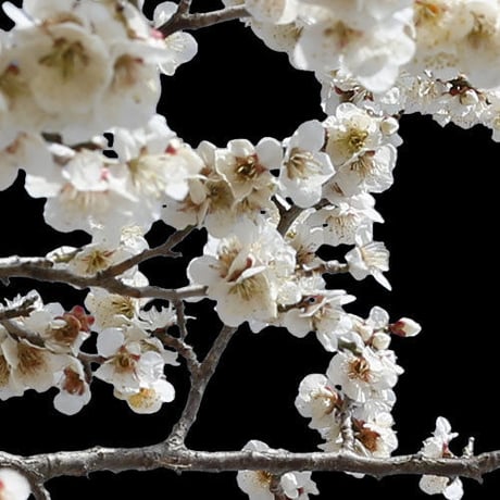 梅　切り抜きセット素材  - Plum trees  2u_04