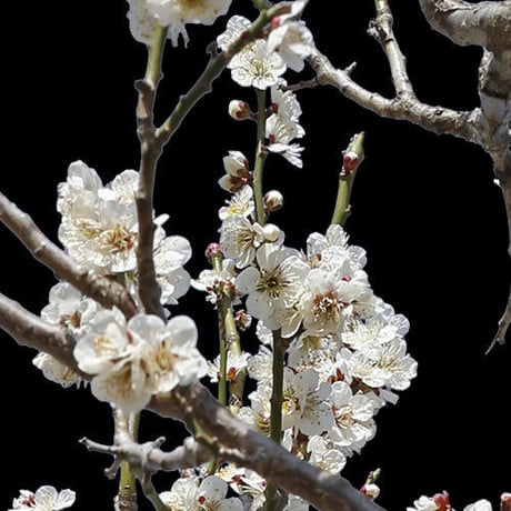 梅　切り抜きセット素材  - Plum trees  2u_03