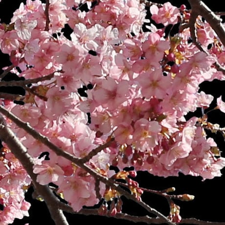 桜　切り抜き素材セット  - Cherry Blossoms   sa_017