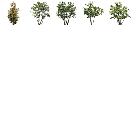 無料樹木素材セット　30個　free_trees_30p_010