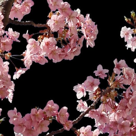 桜　切り抜き素材セット  - Cherry Blossoms   sa_017