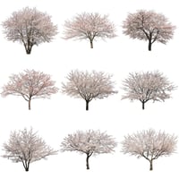 桜　切り抜き素材セット  - Cherry Blossoms   sa_007