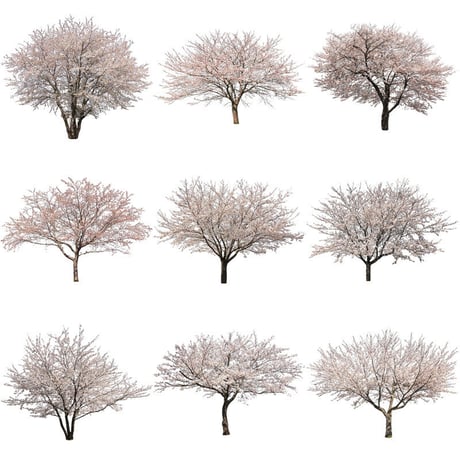 桜　切り抜き素材セット  - Cherry Blossoms   sa_007