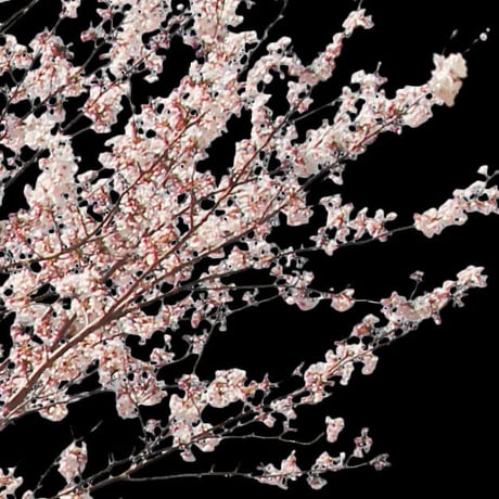桜　切り抜き素材セット  - Cherry Blossoms   sa_010