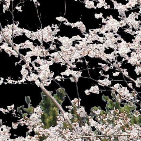桜　切り抜き素材セット  - Cherry Blossoms   sa_015