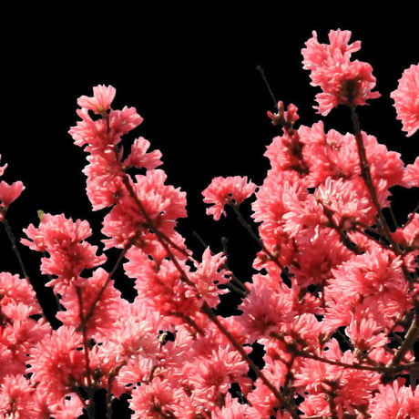 桜　切り抜き素材セット  - Cherry Blossoms   sa_004