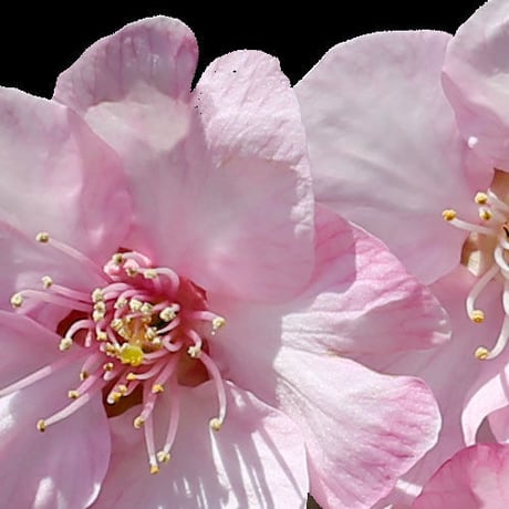 桜　切り抜き素材セット  - Cherry Blossoms   sa_015