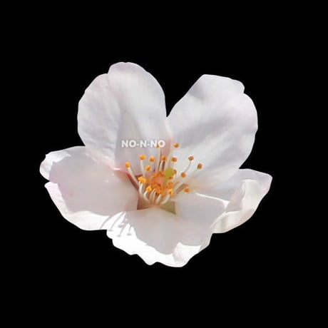桜　切り抜き素材セット  - Cherry Blossoms   sa_015
