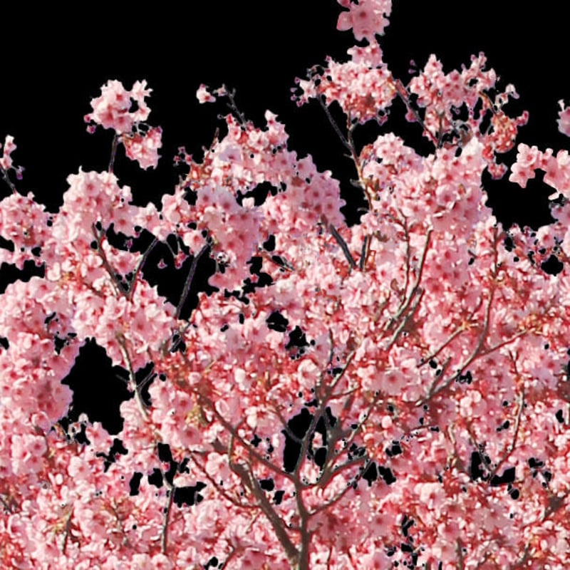 桜 切り抜き素材セット - Cherry Blossoms sa_012 | 樹木素材.com 桜 切り抜き素材セット - Cherry Blossoms sa_012 | 樹木素材.com