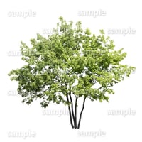鳥瞰樹木    Bird-eye_11-コナラ-KonaraOak