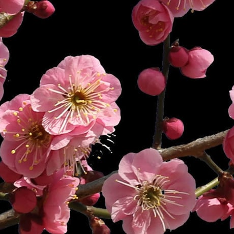 梅　切り抜きセット素材  - Plum trees  2u_02