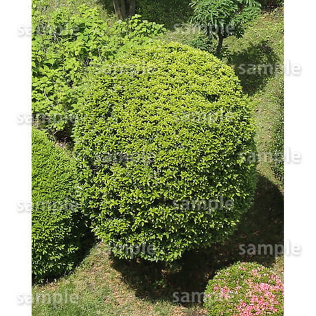鳥瞰樹木   Bird-eye_51-ツツジ-Azalea