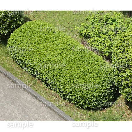 鳥瞰樹木    Bird-eye_50-ツツジ-Azalea