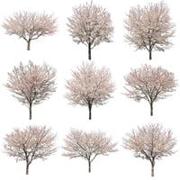桜　切り抜き素材セット  - Cherry Blossoms   sa_008