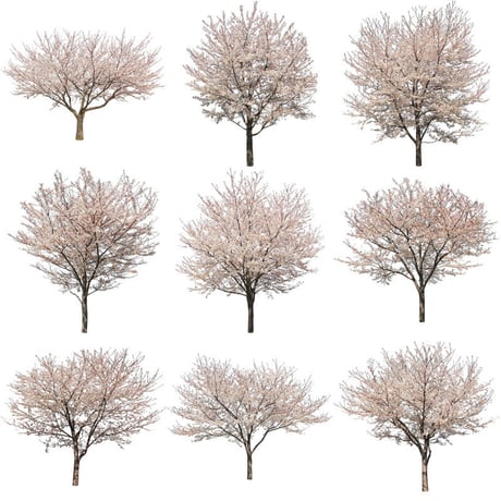 桜　切り抜き素材セット  - Cherry Blossoms   sa_008