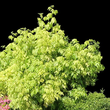 鳥瞰樹木  Bird-eye_53-庭木-GardenTree