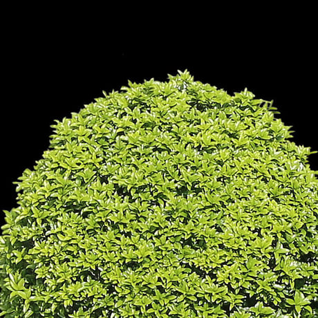 鳥瞰樹木  Bird-eye_58-低木ツツジなど-Shrub