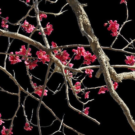 梅　切り抜きセット素材  - Plum trees  2u_02