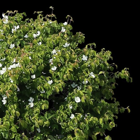 鳥瞰樹木    Bird-eye_26-ヤマボウシ-JapaneseFloweringDogwood
