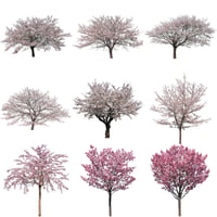 桜　切り抜き素材セット  - Cherry Blossoms   sa_001