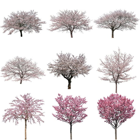 桜　切り抜き素材セット  - Cherry Blossoms   sa_001