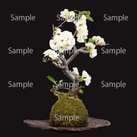 苔玉盆栽切り抜きデータ kokedama06