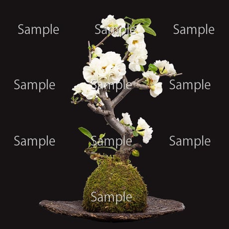 苔玉盆栽切り抜きデータ kokedama06
