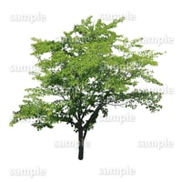 鳥瞰樹木    Bird-eye_18-サクラ-JapaneseCherry
