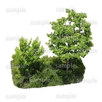 鳥瞰樹木  Bird-eye_55-庭木-GardenTree