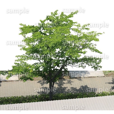 鳥瞰樹木    Bird-eye_18-サクラ-JapaneseCherry