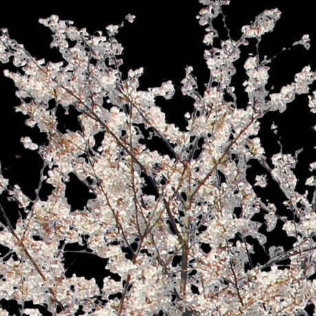 桜　切り抜き素材セット  - Cherry Blossoms   sa_015