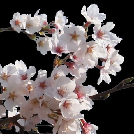 桜　切り抜き素材セット  - Cherry Blossoms   sa_013