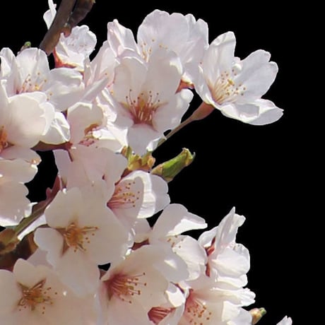 桜　切り抜き素材セット  - Cherry Blossoms   sa_002