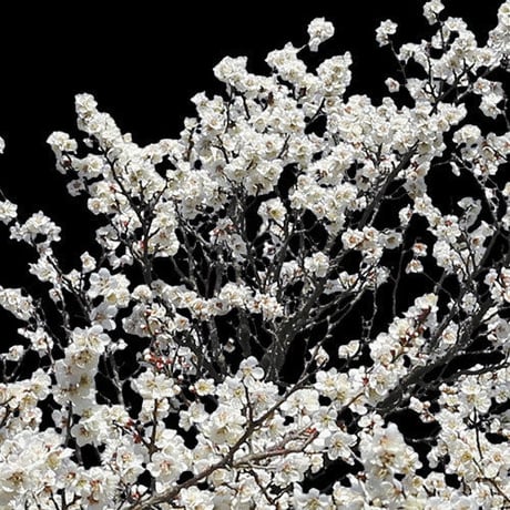 梅　切り抜きセット素材  - Plum trees  2u_05
