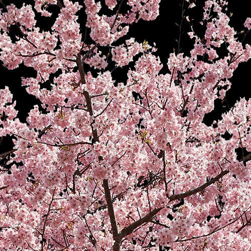 【cherry blossoms】 天然素材 格子模様ラグ cherry blossoms】 天然素材 格子模様ラグ Cherry blossom rug