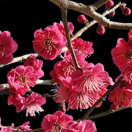 梅　切り抜きセット素材  - Plum trees  2u_02
