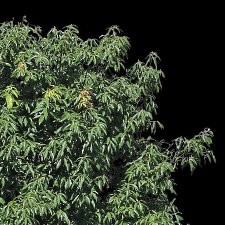 鳥瞰樹木    Bird-eye_38-シラカシ-Bamboo-LeafedOak