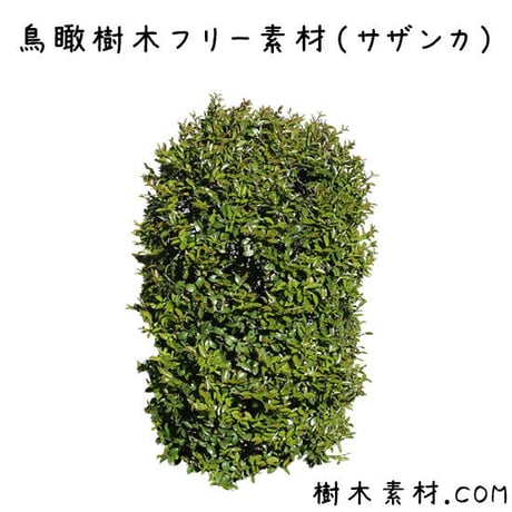 フリー素材！サザンカ鳥瞰樹木素材 Birds-eye-free05