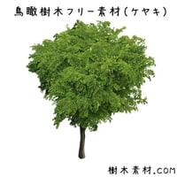 フリー素材！ケヤキ鳥瞰樹木素材 Birds-eye-free03